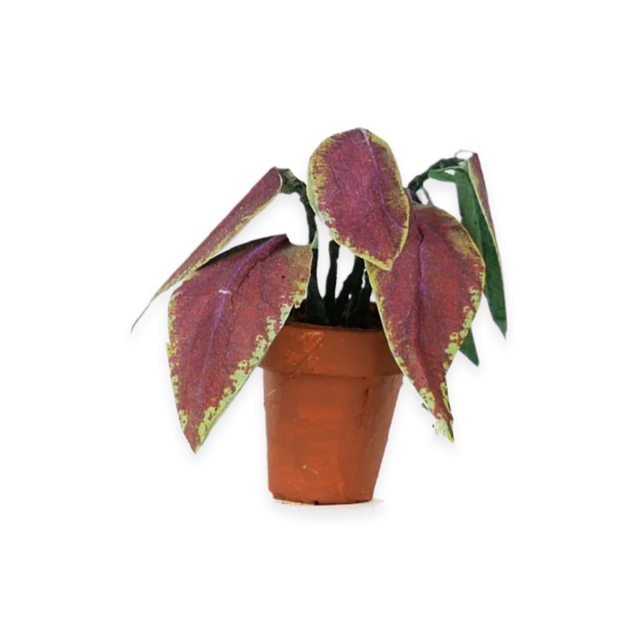die cut house plant close up