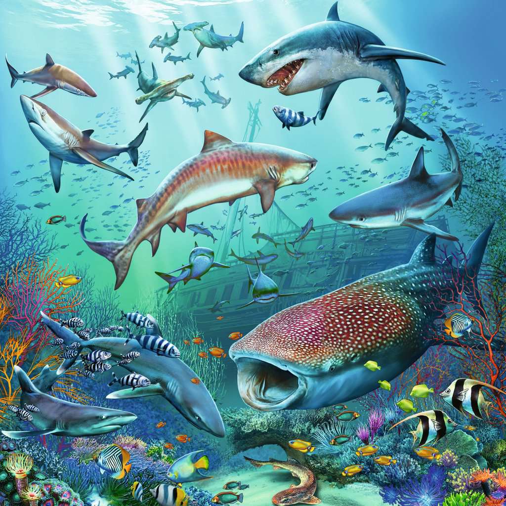 Ocean Life 3x49 Pc Puzzle | Ravensburger