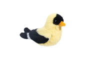Faye Goldfinch | Douglas