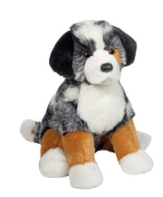 Aspen Australian Shepard | Douglas