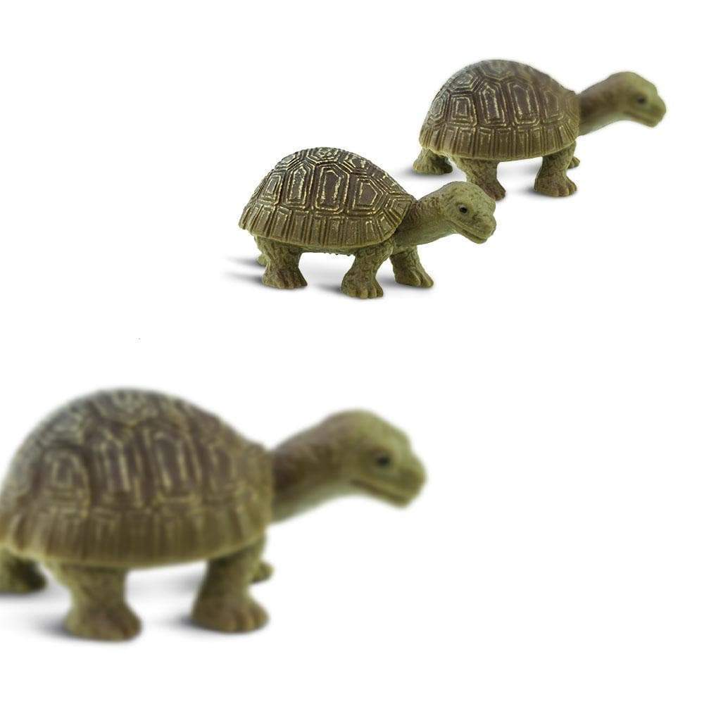 Tortoises | Good Luck Minis
