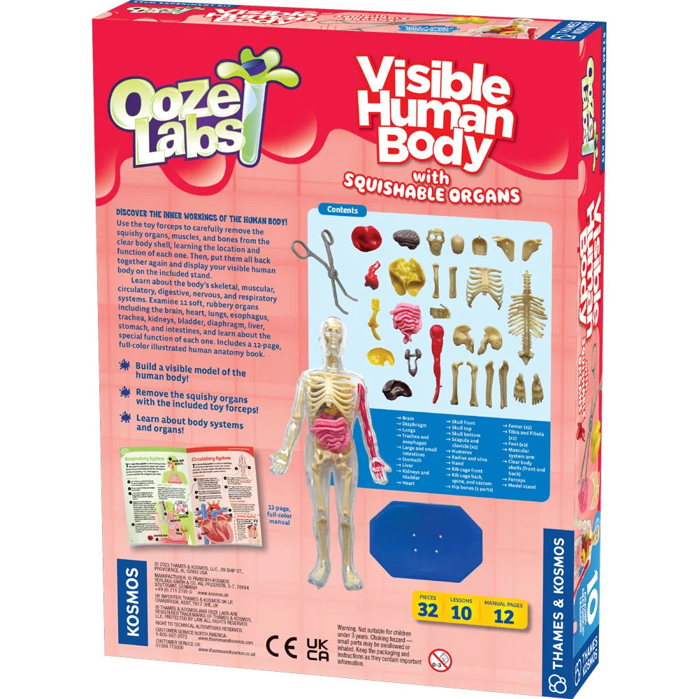 Ooze Labs: Squishy Visible Human Body | Thames & Kosmos
