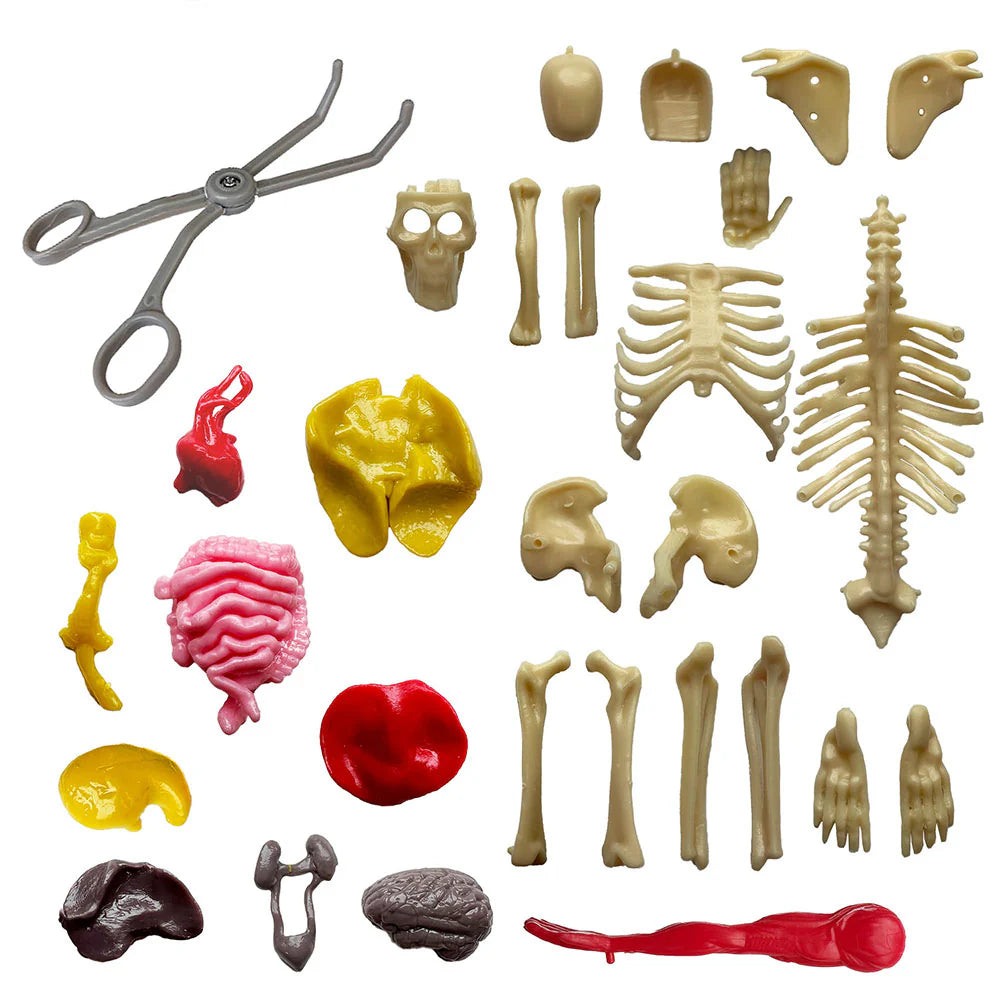 Ooze Labs: Squishy Visible Human Body | Thames & Kosmos
