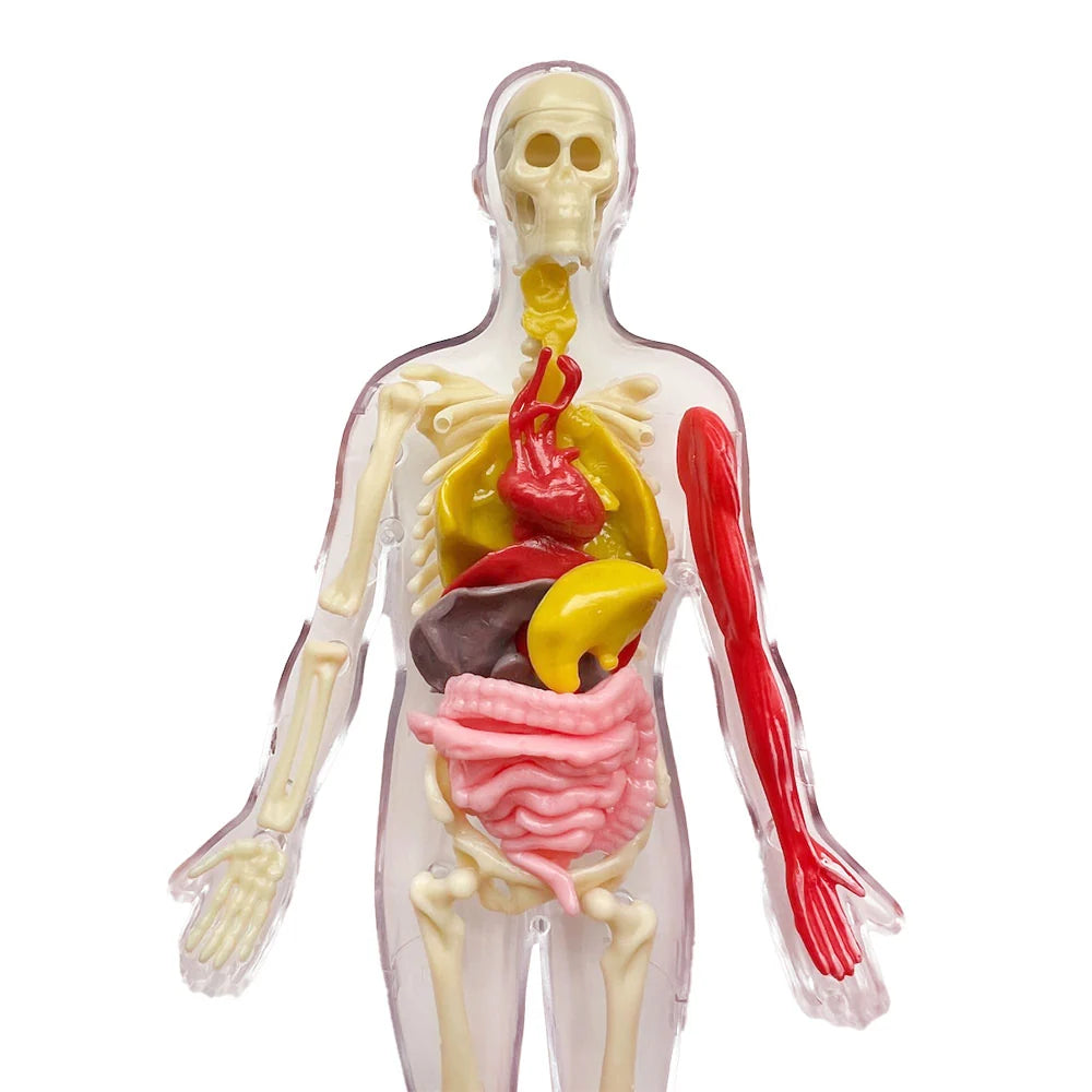 Ooze Labs: Squishy Visible Human Body | Thames & Kosmos