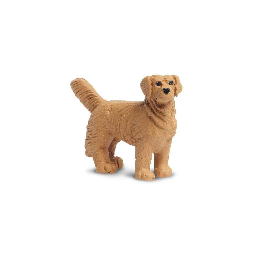 Golden Retrievers | Good Luck Minis