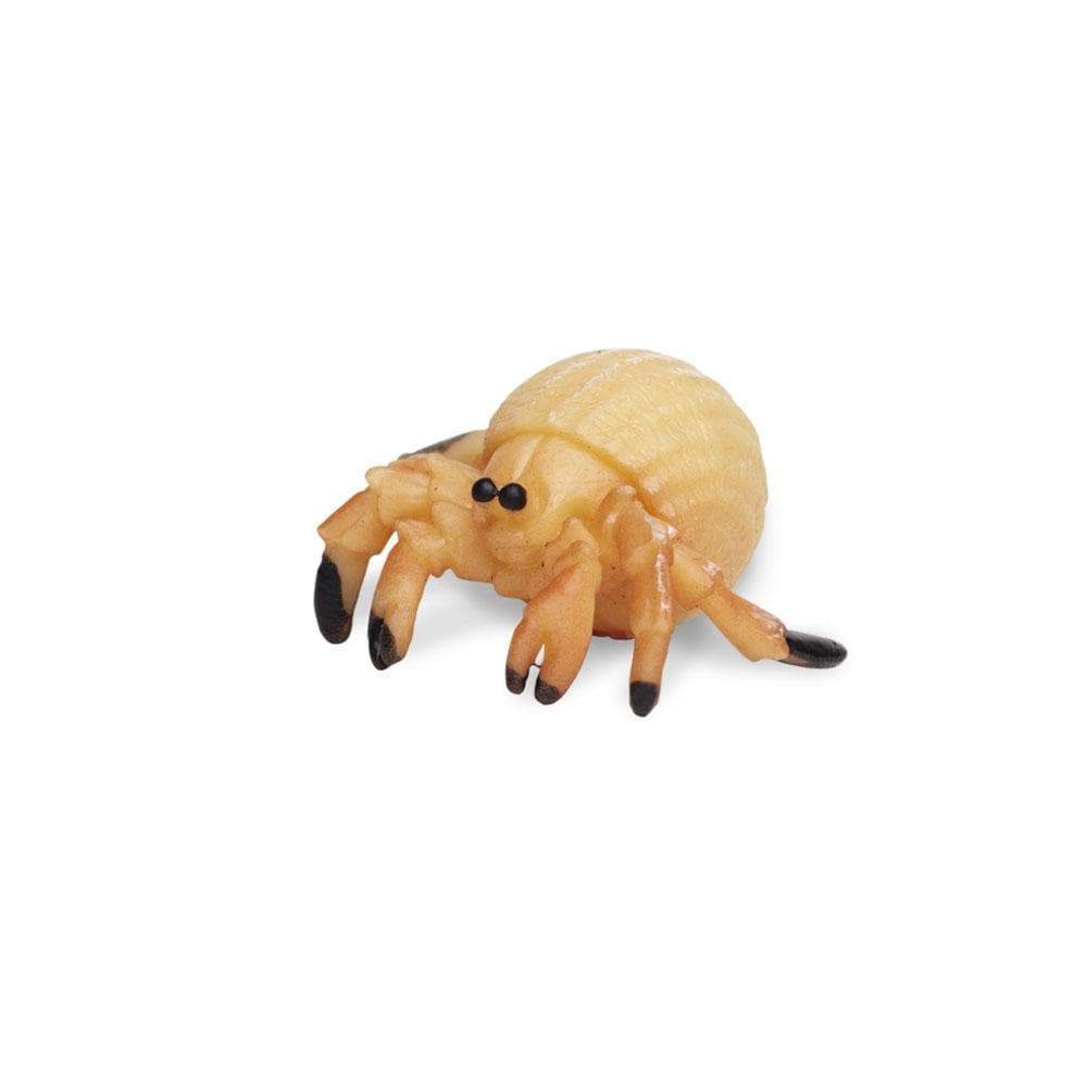 Hermit Crabs | Good Luck Minis