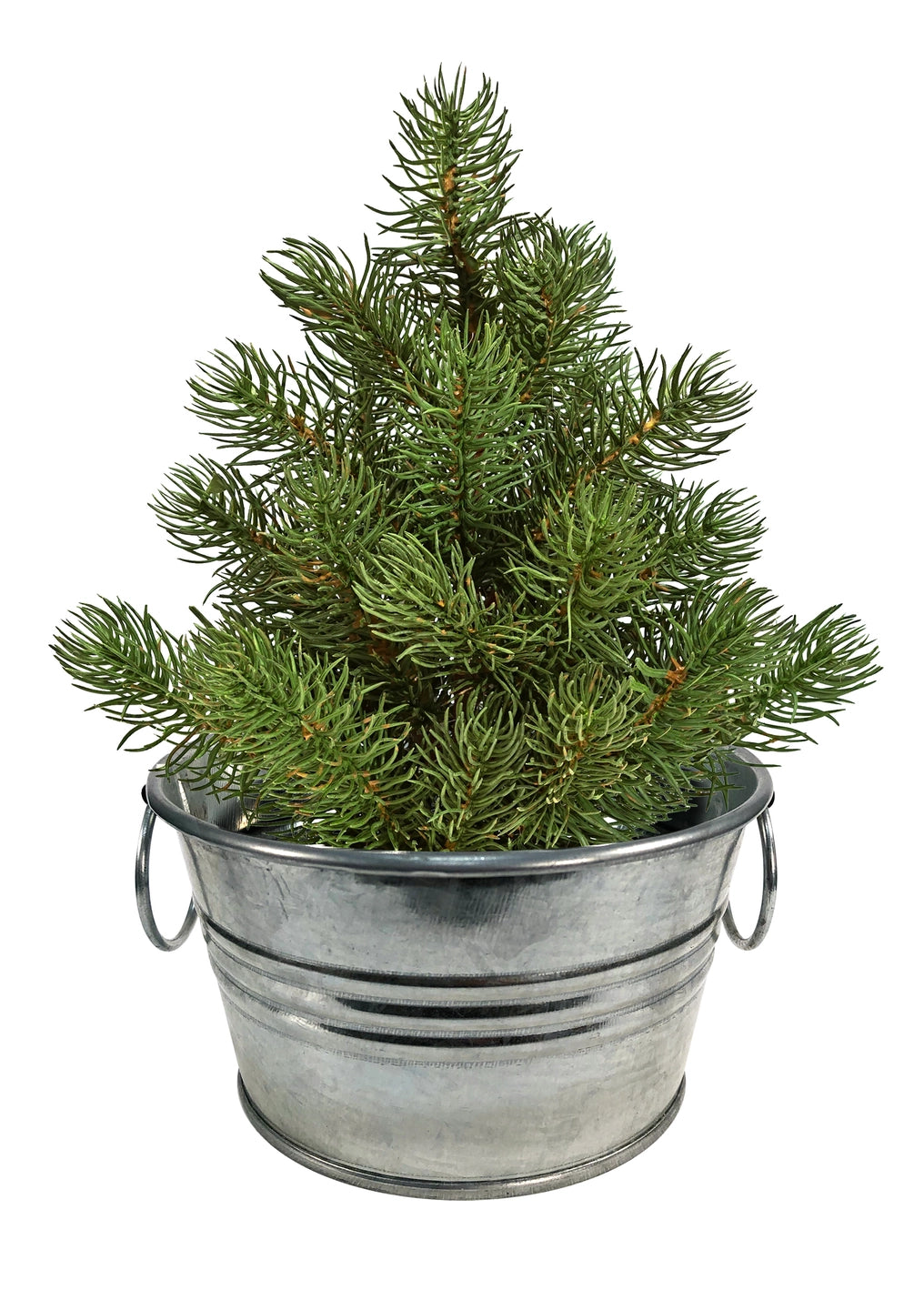 Perfect Pines - Grow Your Own Christmas Tree