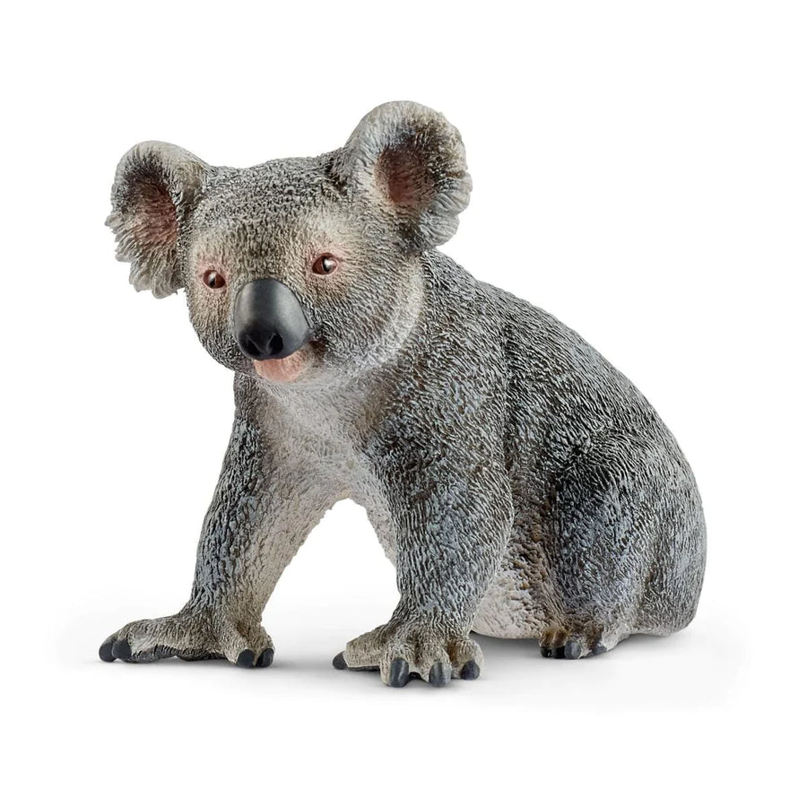 angled side view of koala