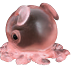 Sugar Octopus Squeeze