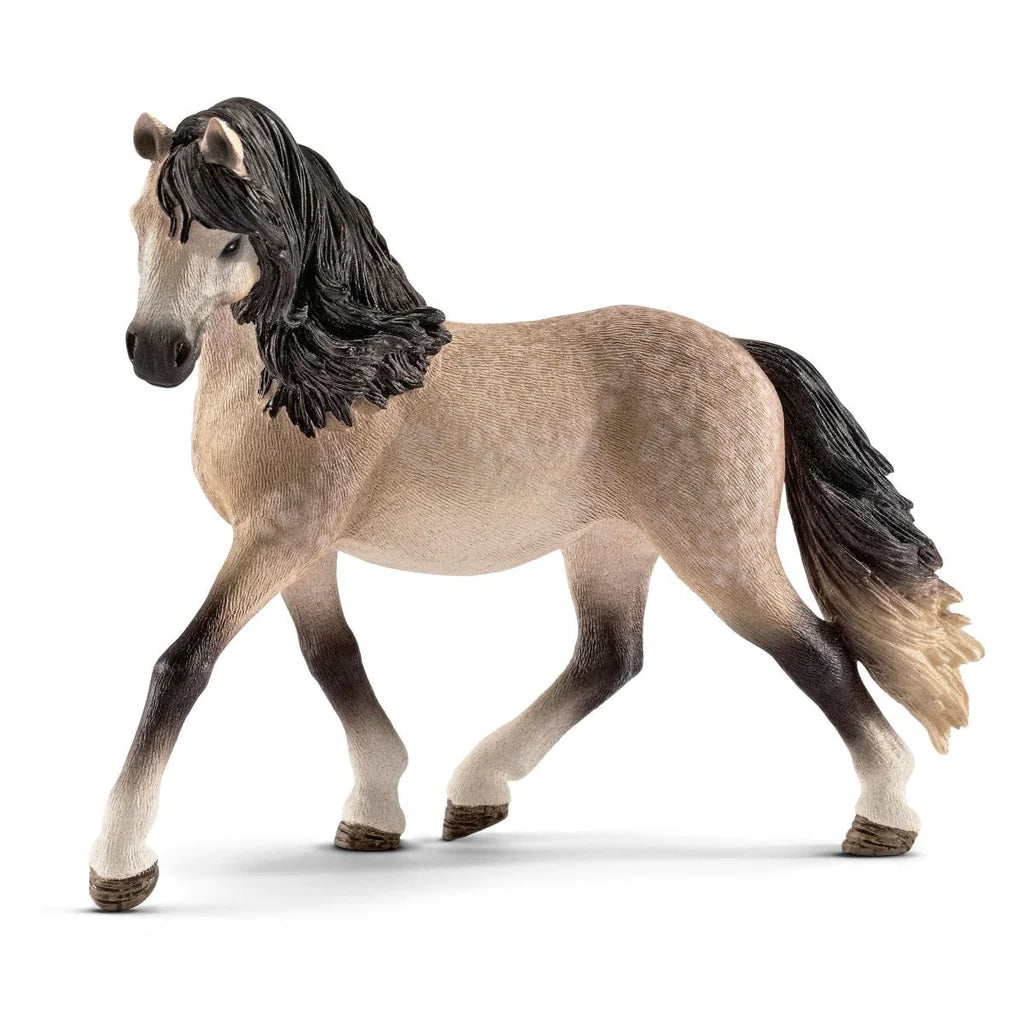 front view of andalusian mare