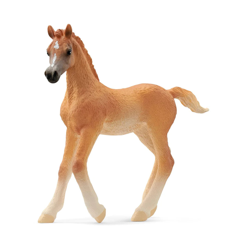side view of arabian foal