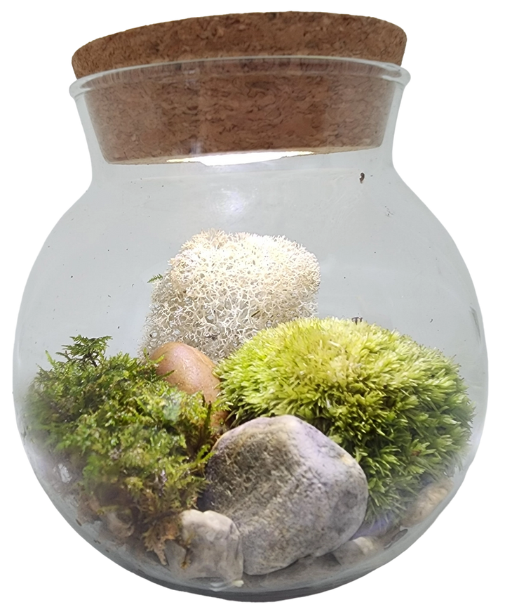 Mossbowl Glass Terrarium