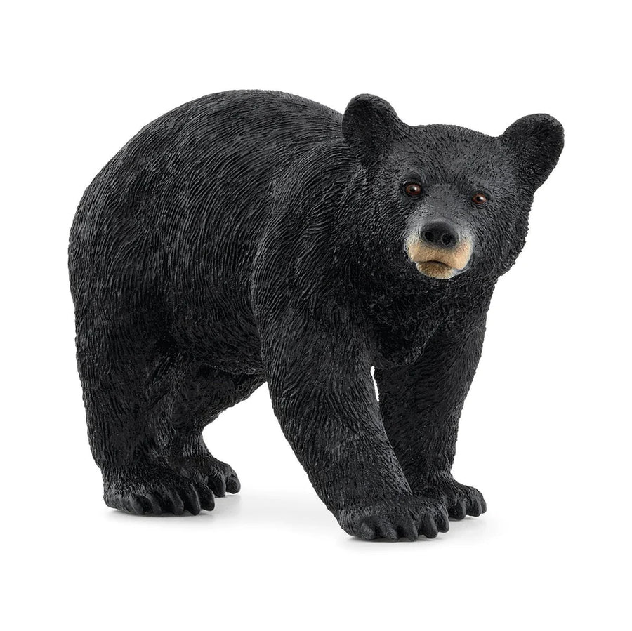 angled front view of black bear