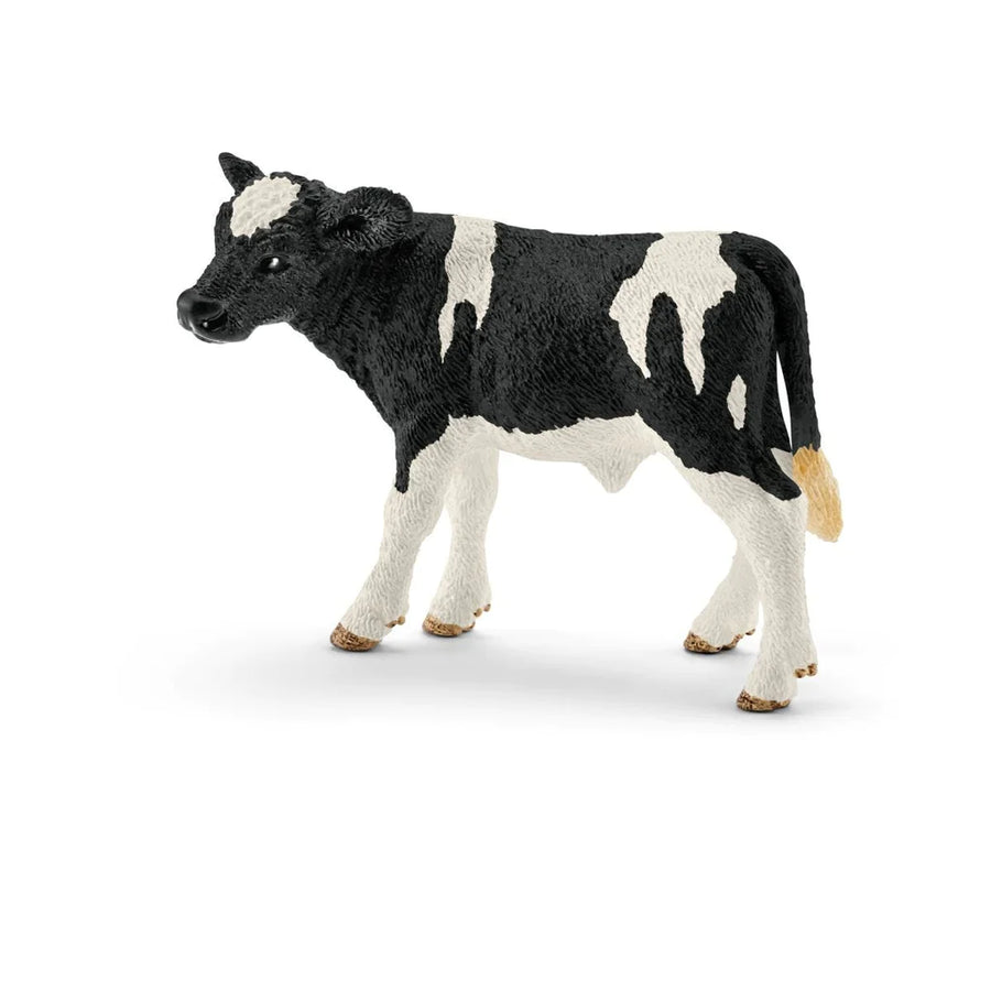 side view of holstein calf