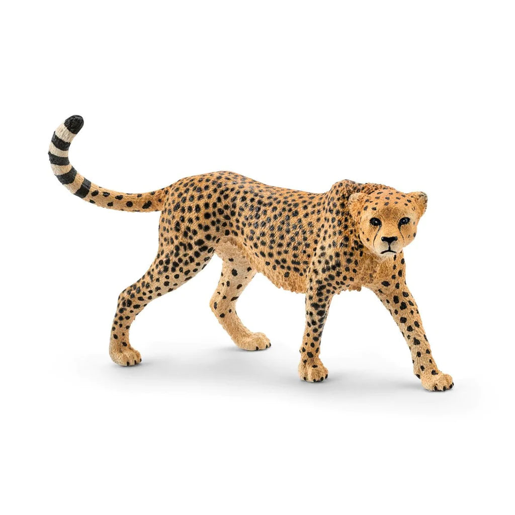 front side view of cheetah