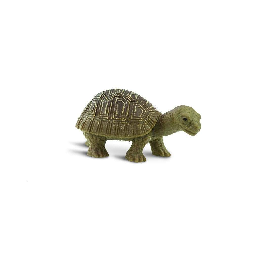 Tortoises | Good Luck Minis