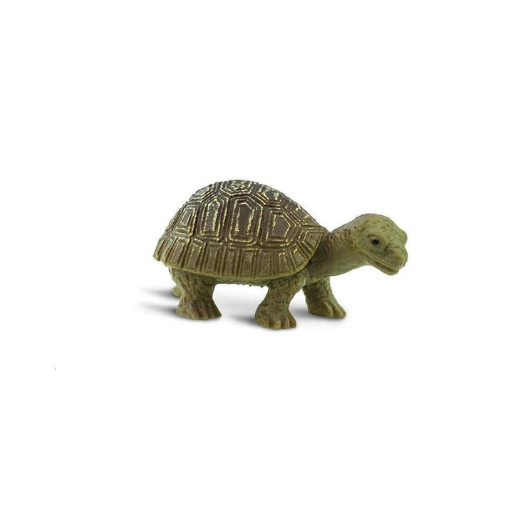 Tortoises | Good Luck Minis