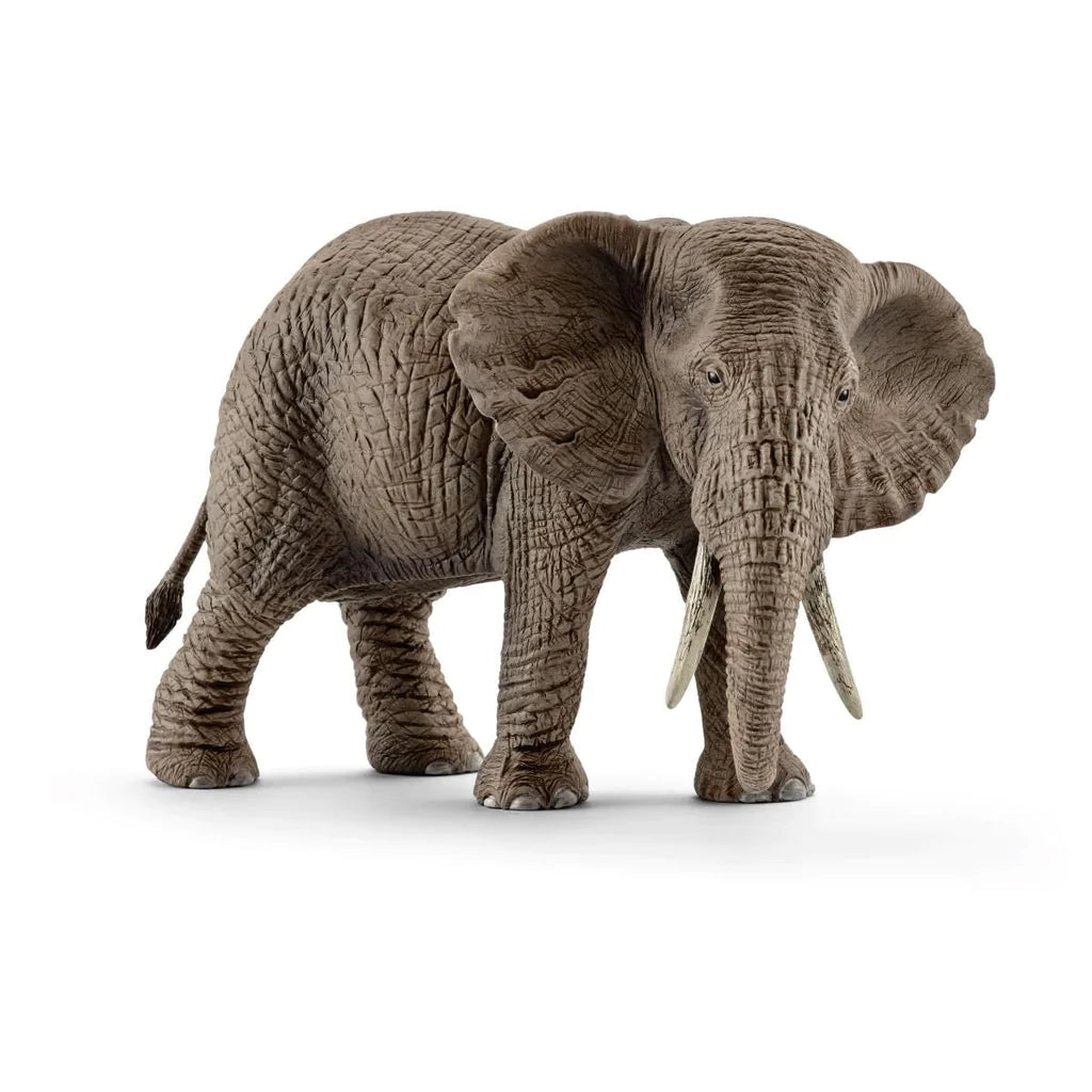 front side view of african elephant
