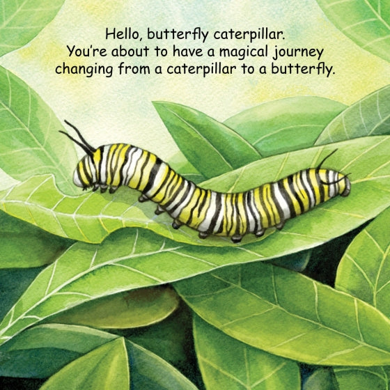 Good Night Butterflies