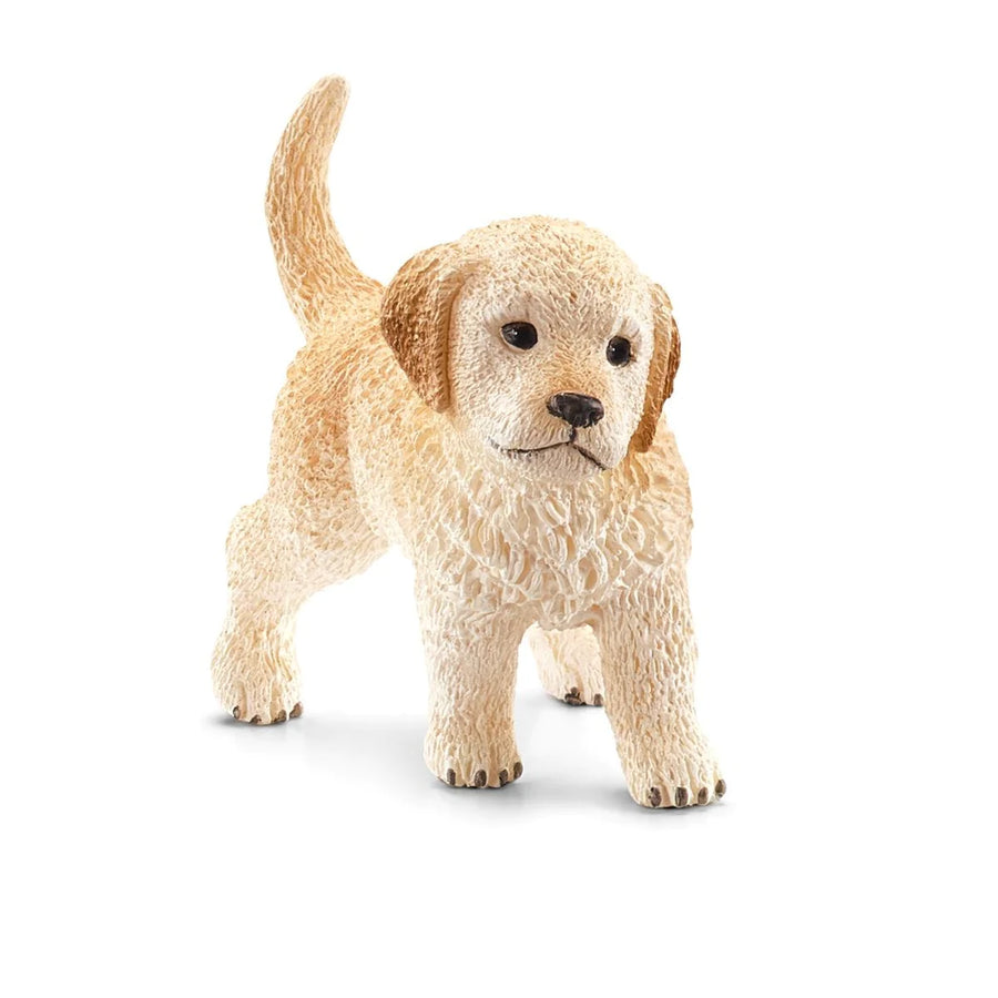angled front view of golden retriever puppy
