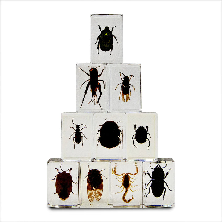 Bug's World - Collection of 10 Real Insects | Safari LTD