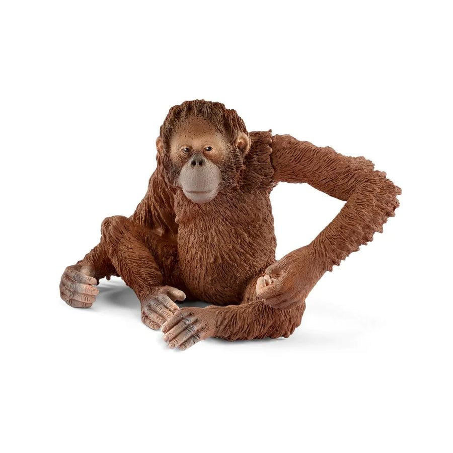 front view of orangutan