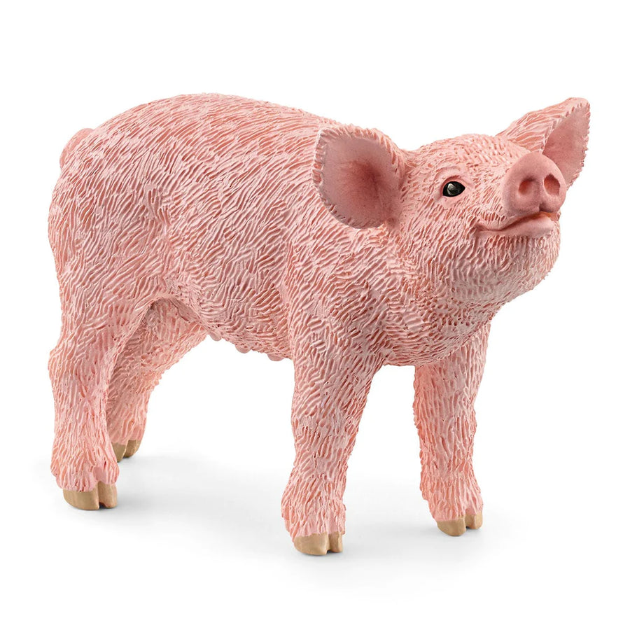 angled front view of piglet