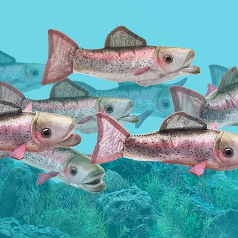 Mini Trout, Rainbow | Folkmanis