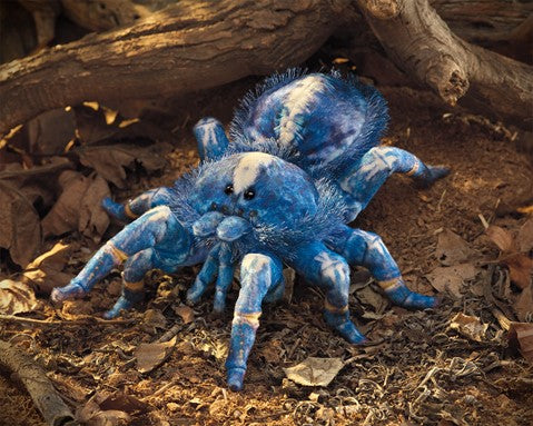 Tarantula, Blue | Folkmanis