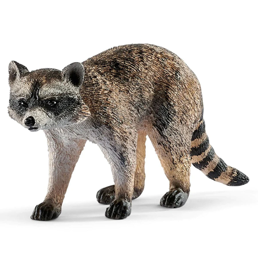 front side view of raccoon