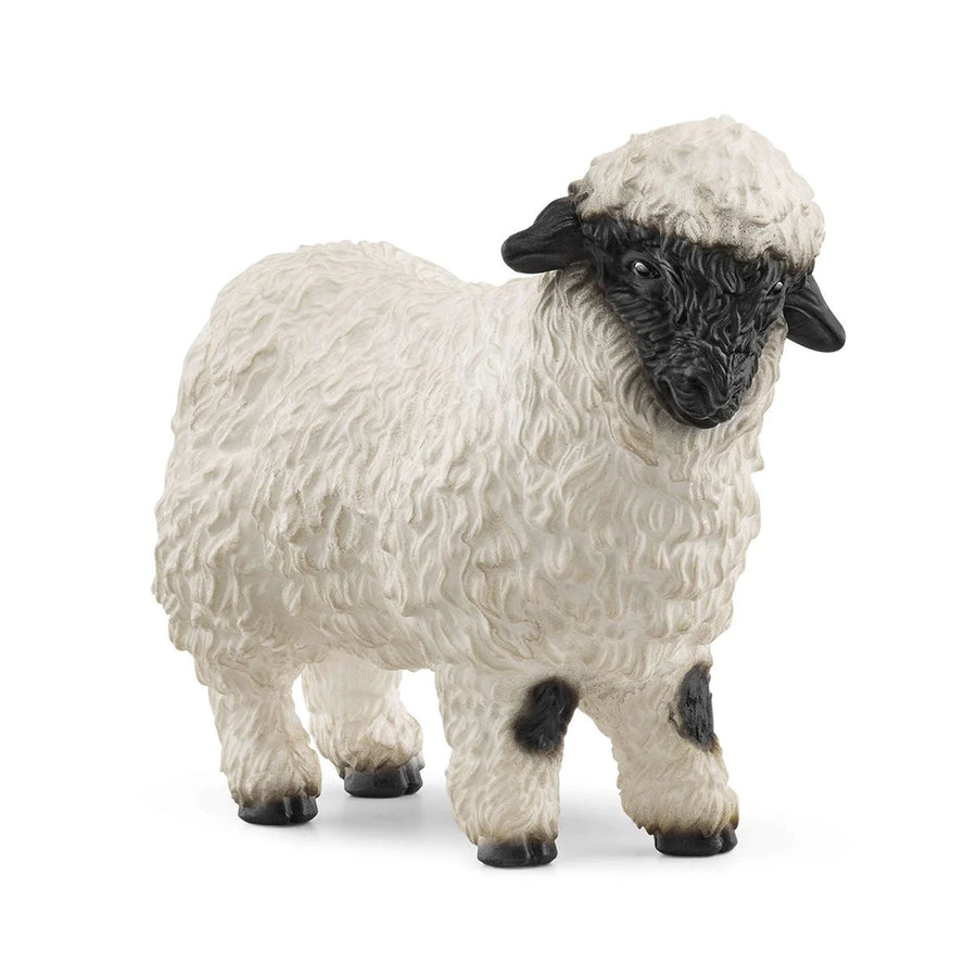 angled front view of sheep
