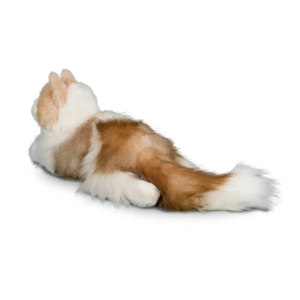 Kiki Ragdoll Cat | Douglas