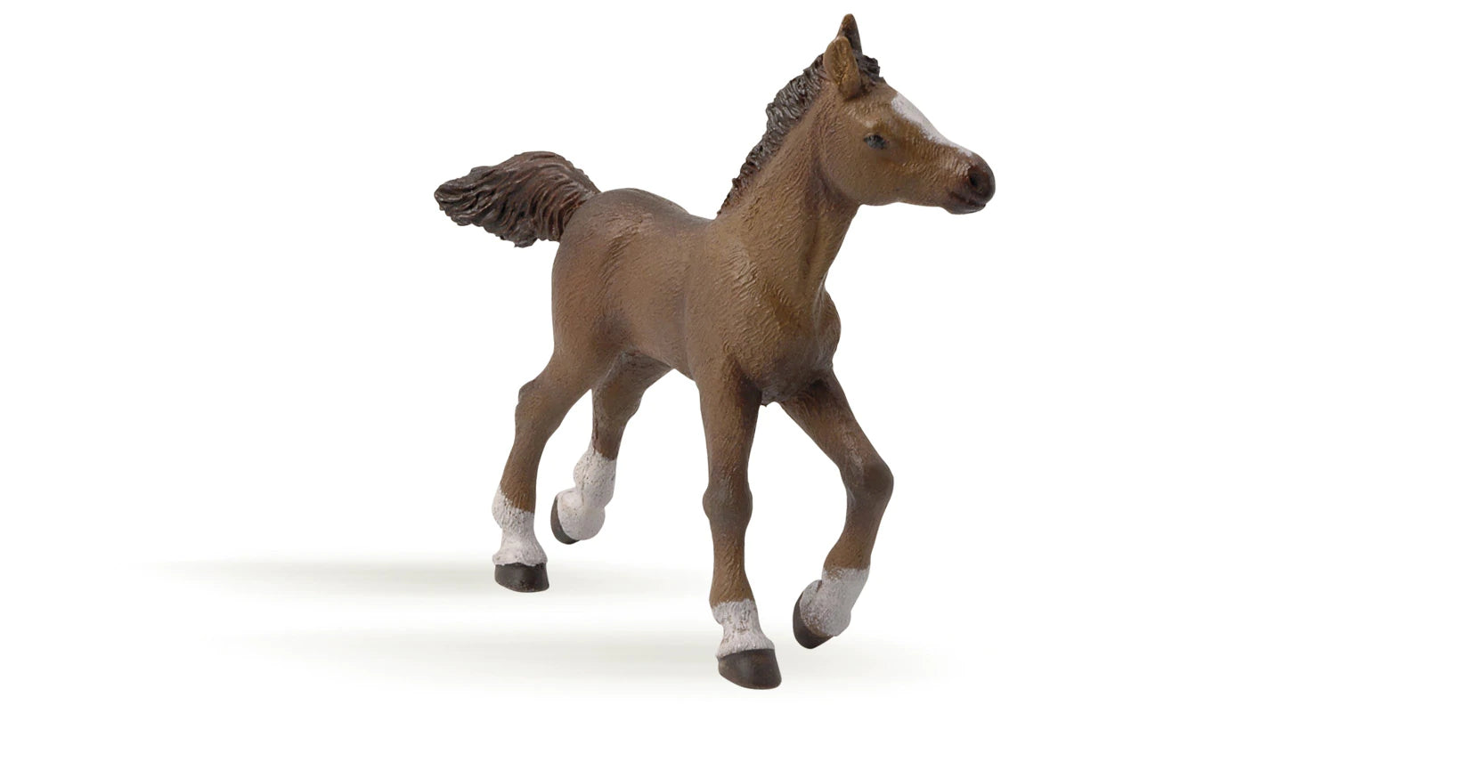 Anglo-Arab Foal