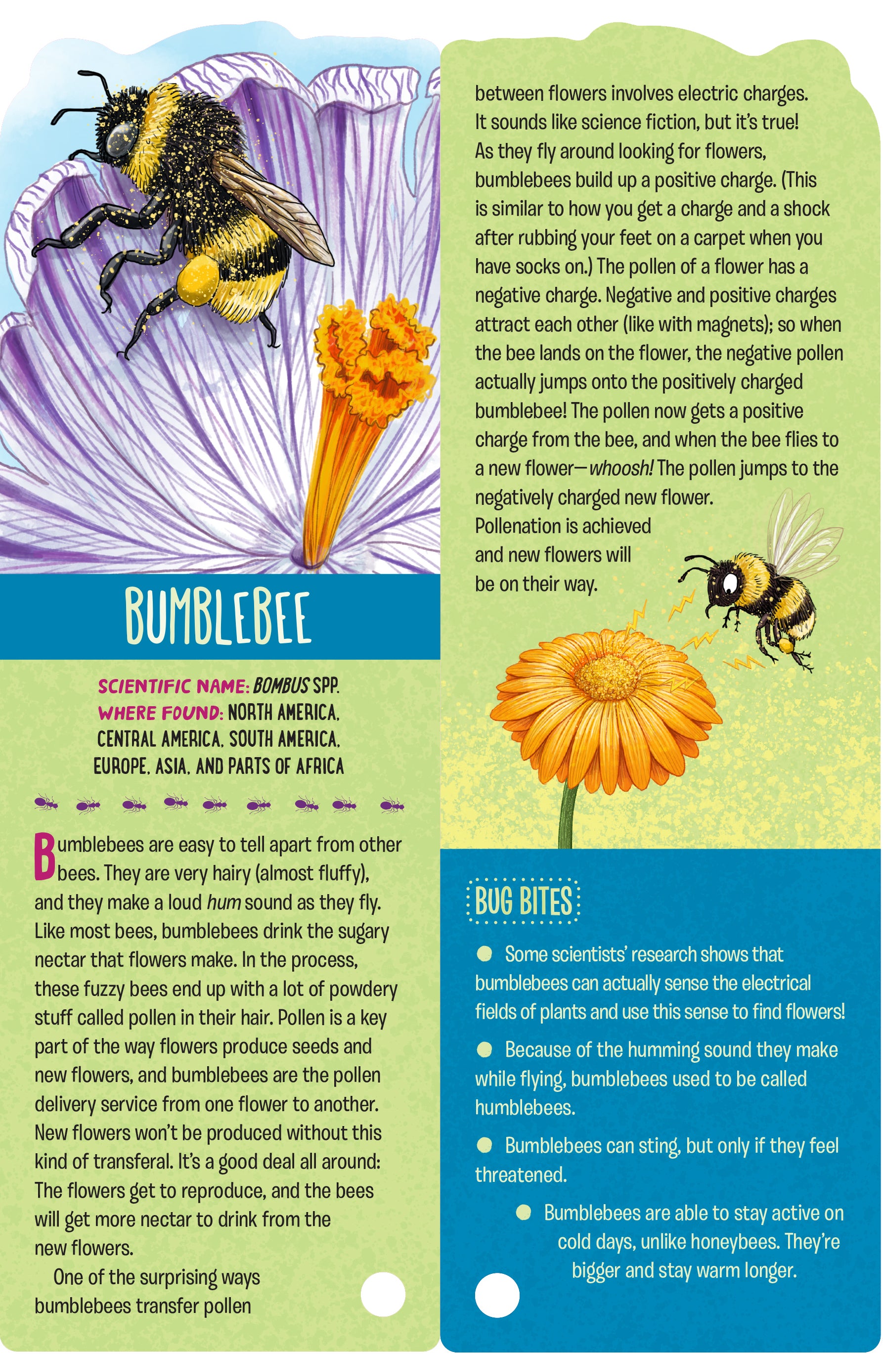 Fandex Kids: Bugs
