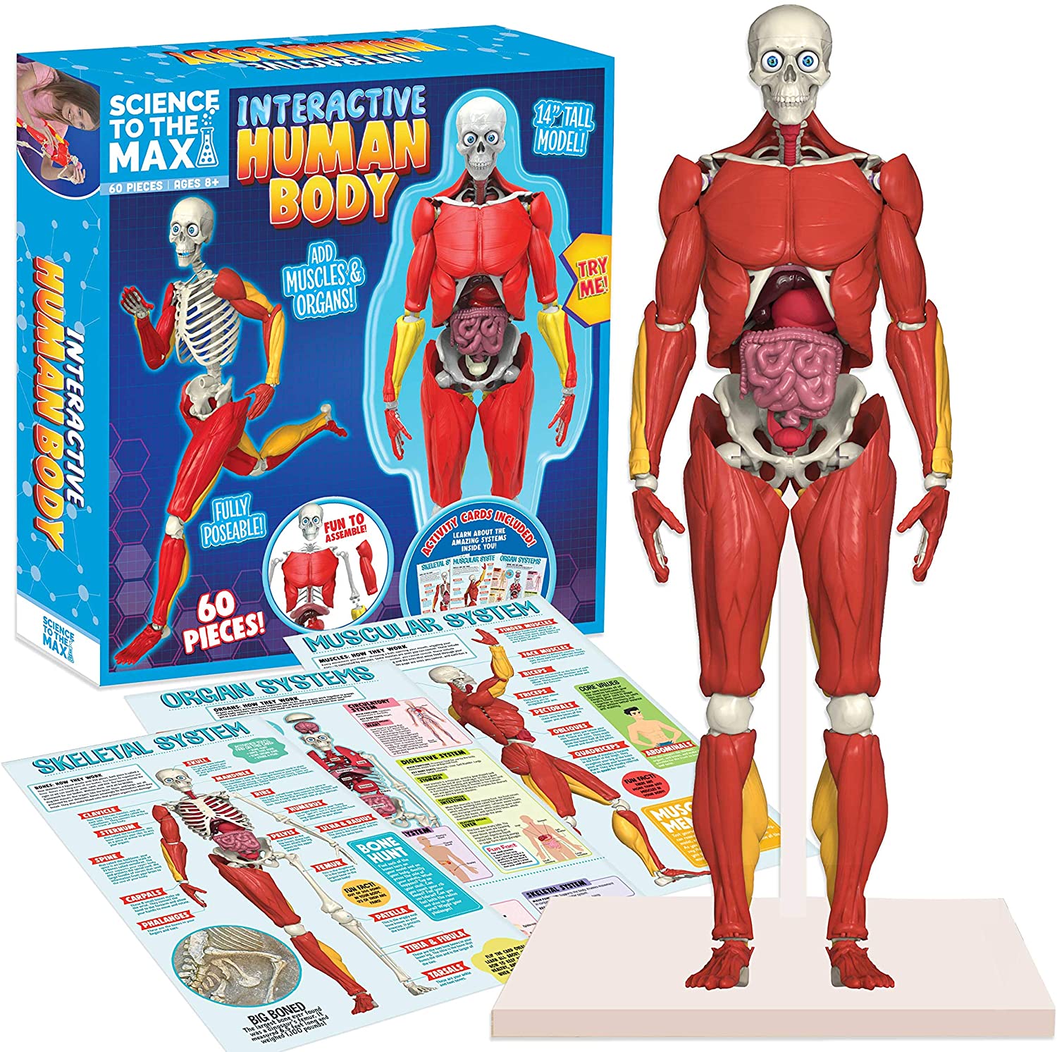 Interactive Human Body Anatomy Kit