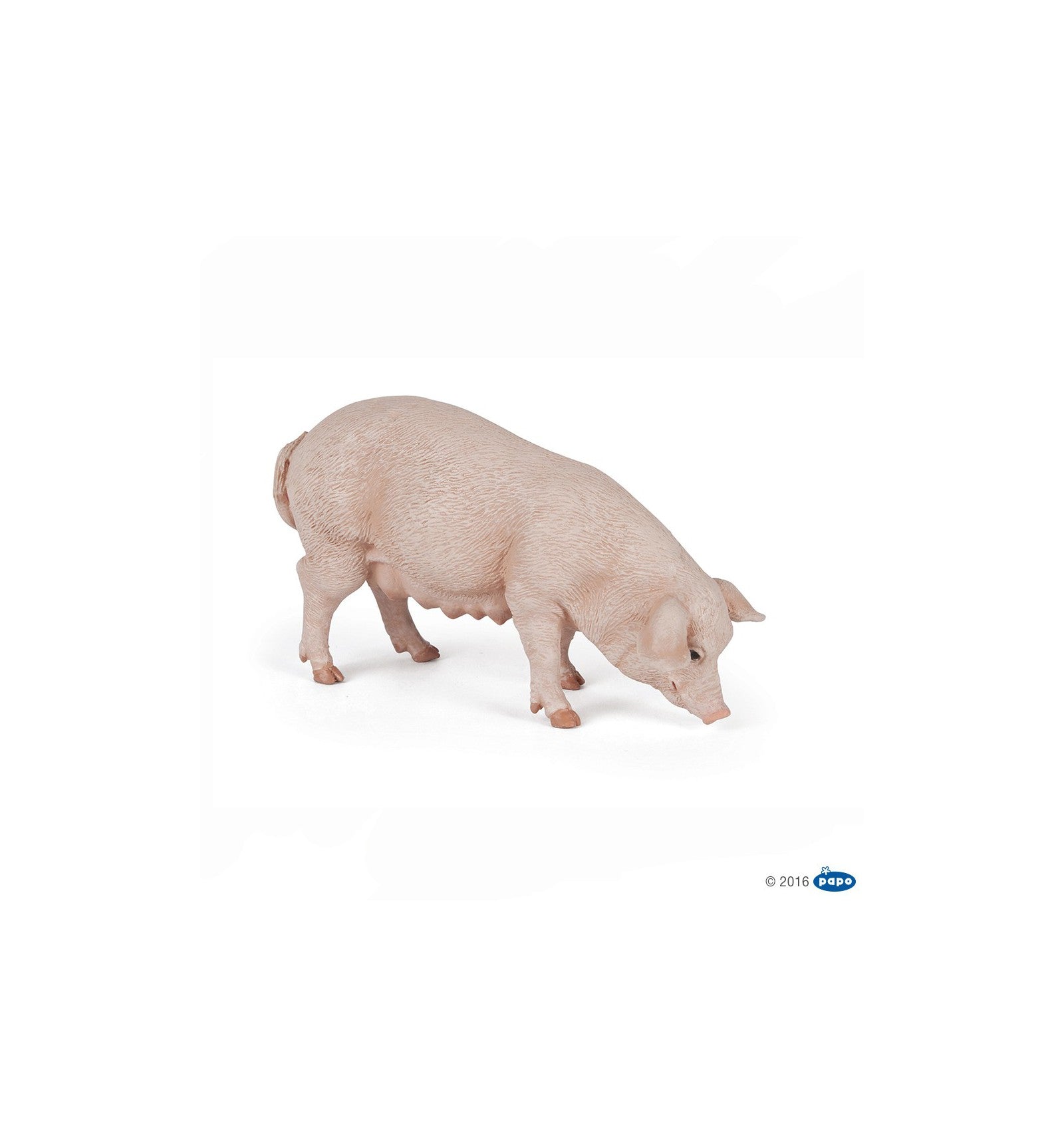 Sow